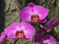 05389 - Doris' Orchids   Each New Day A Miracle  [  Understanding the Bible   |   Poetry   |   Story  ]- by Pete Rhebergen